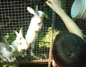 nature, bunnies, bunny rabbit, rabbits, rabbits in cage, boy feeding rabbit